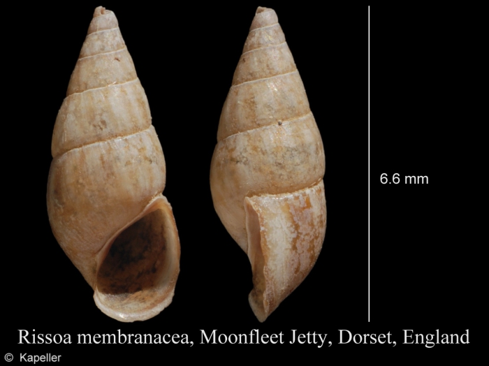 Rissoa membranacea Rissoa membranacea