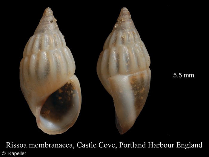 Rissoa membranacea Rissoa membranacea