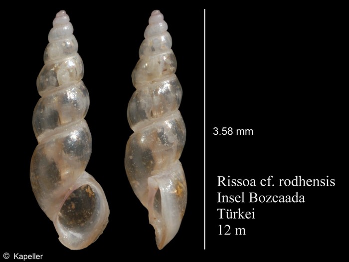 Rissoa rodhensis Rissoa rodhensis