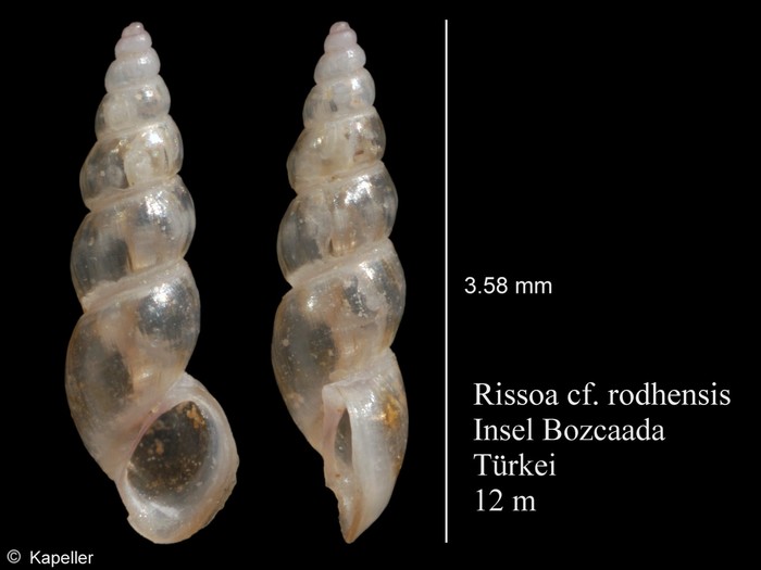 Rissoa rodhensis