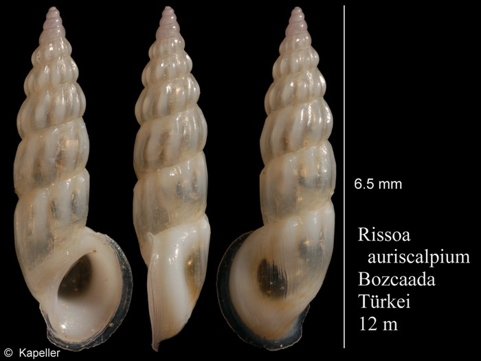 Rissoa auriscalpium