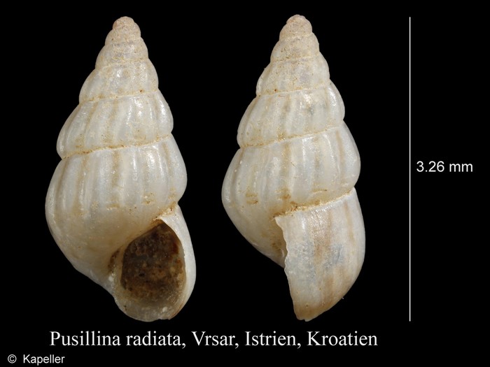 Pusillina radiata