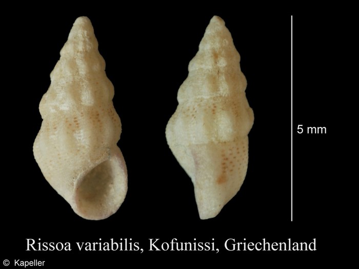 Rissoa variabilis Rissoa variabilis