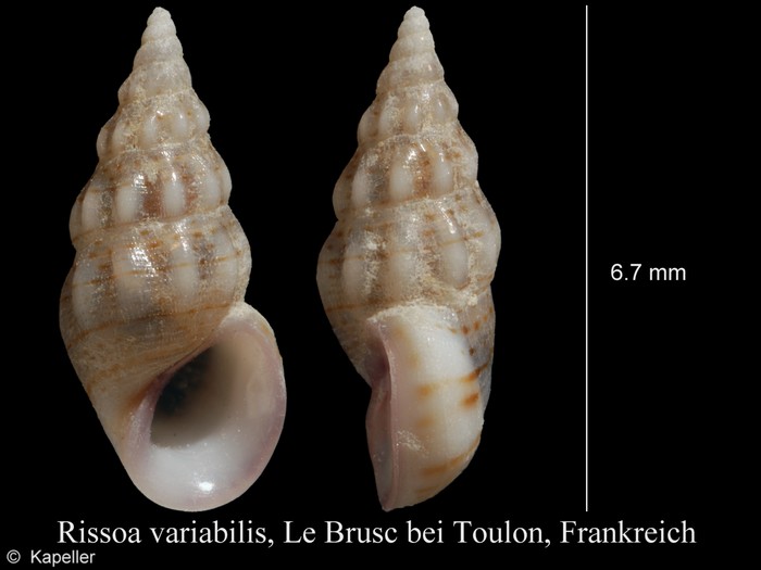 Rissoa variabilis Rissoa variabilis