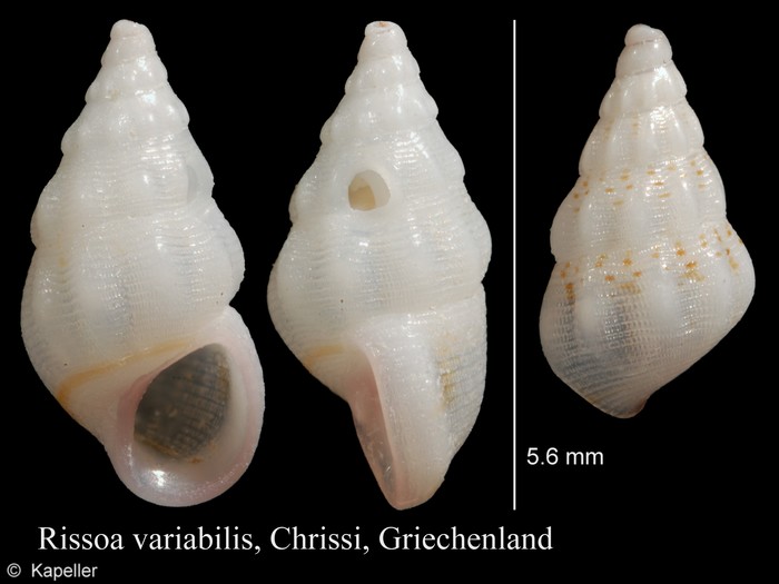 Rissoa variabilis Rissoa variabilis