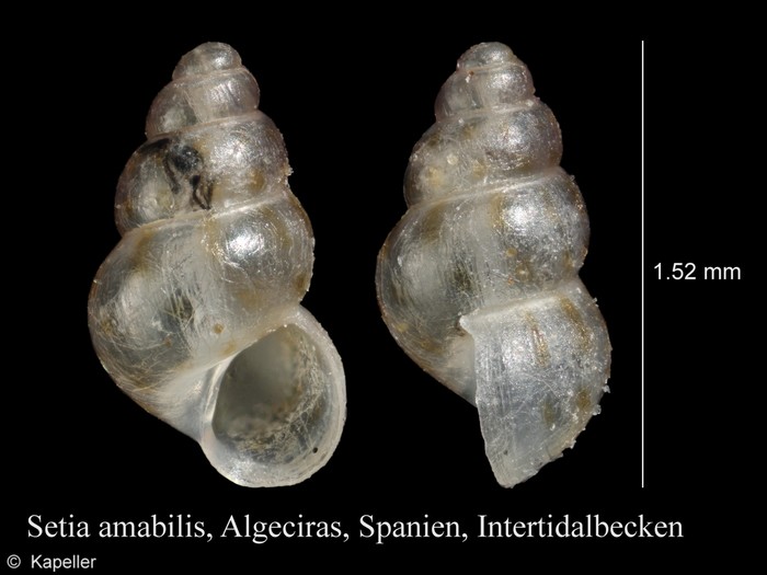 Setia amabilis Setia amabilis