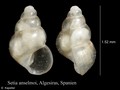 Mollusca (molluscs)