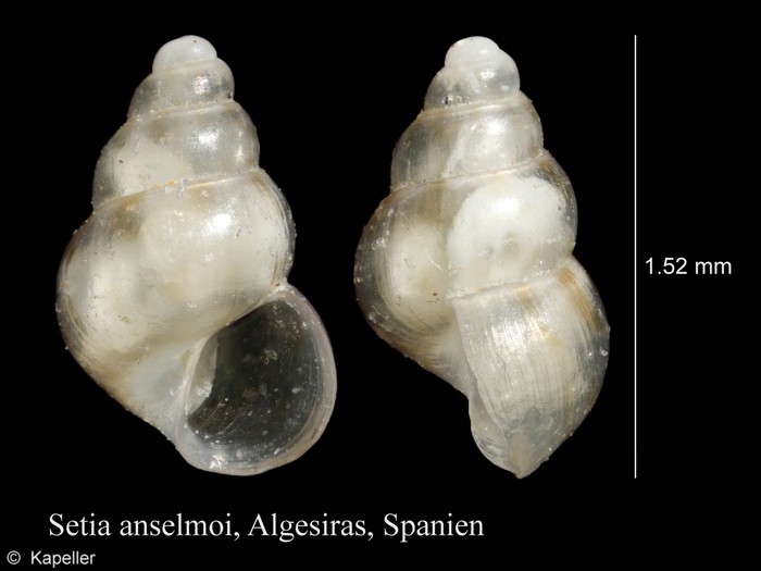 Setia anselmoi Setia anselmoi