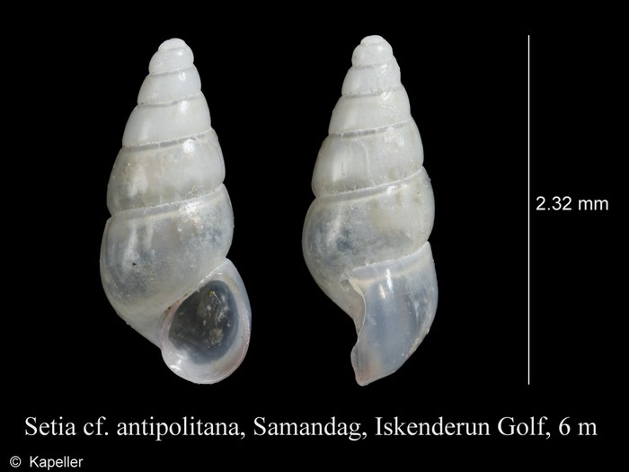 Setia antipolitana