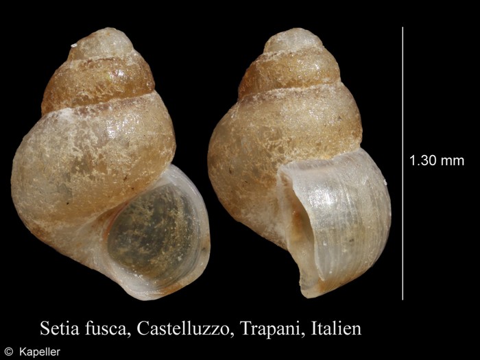 Setia fusca Setia fusca