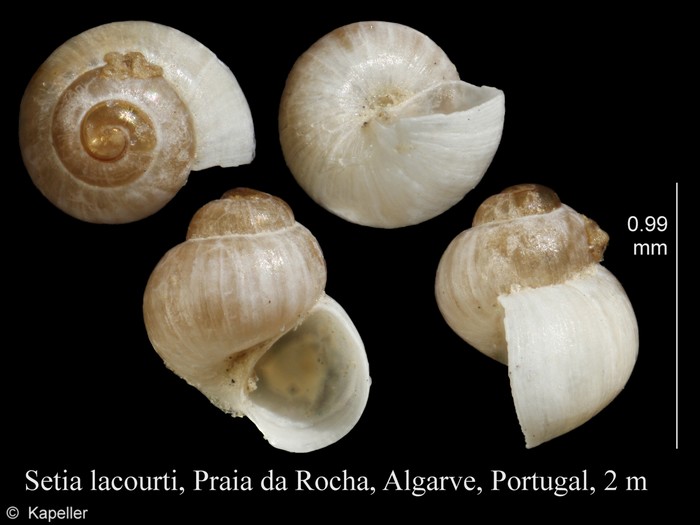 Setia lacourti Setia lacourti