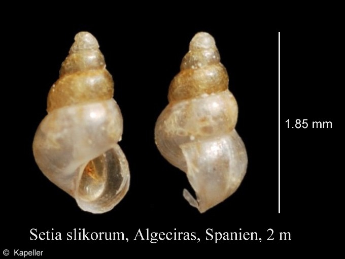 Setia slikorum Setia slikorum