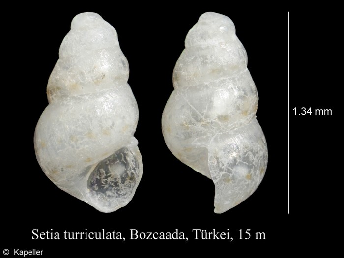 Setia turriculata