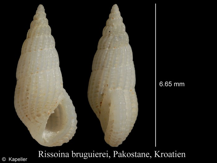 Rissoina bruguieri