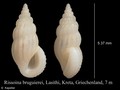 Mollusca (molluscs)