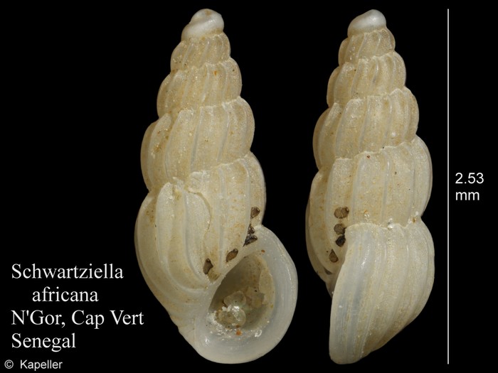Schwartziella africana Schwartziella africana