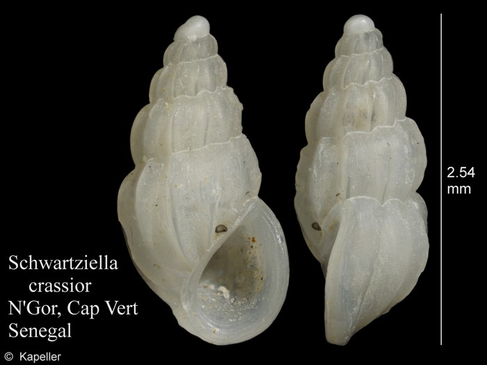 Schwartziella crassior Schwartziella crassior