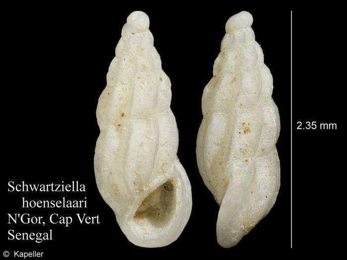 Schwartziella hoenselaari