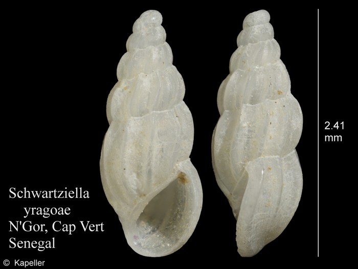 Schwartziella yragoae