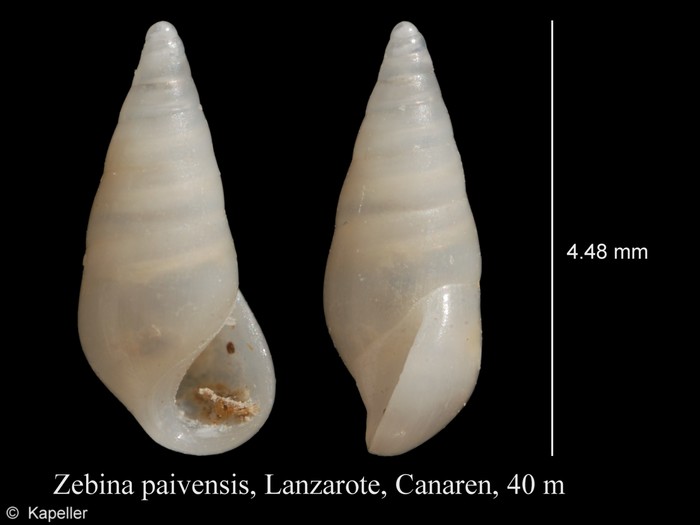 Zebina paivensis