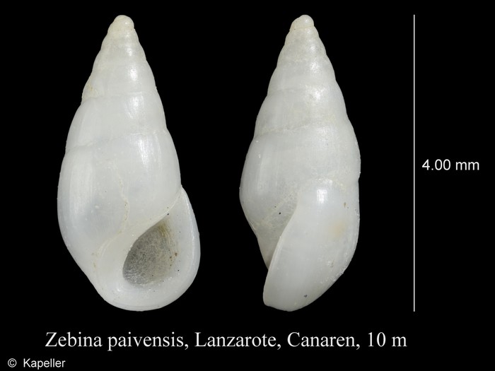 Zebina paivensis