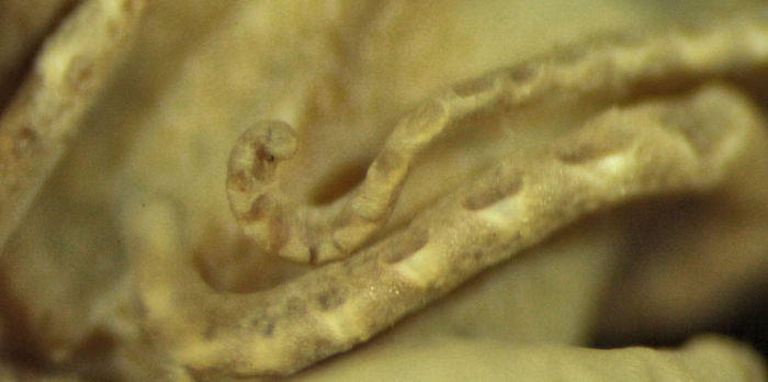 Comissia parvula AHC Siboga 302, Type V.ECH.C 2595 Comissia parvula AHC Siboga 302, Type V.ECH.C 2595