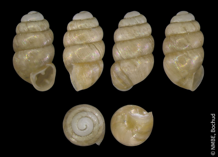 Vertigo alpestris Vertigo alpestris