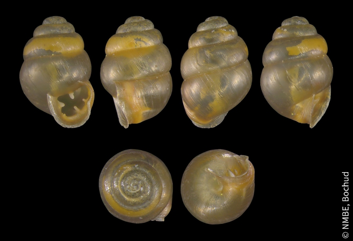 Vertigo moulinsiana Vertigo moulinsiana