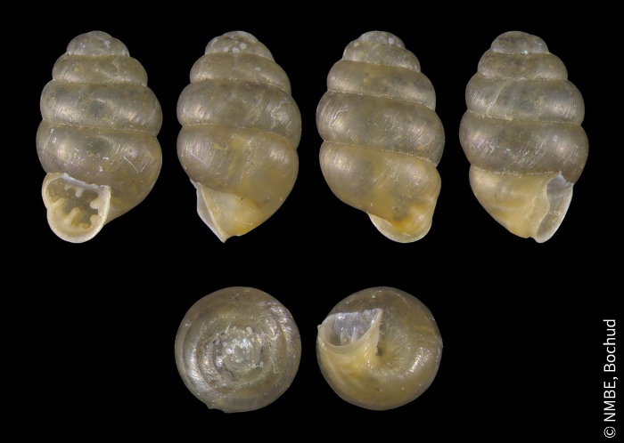 Vertigo pusilla Vertigo pusilla