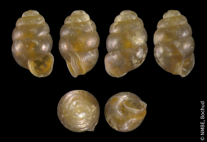 Vertigo pygmaea Vertigo pygmaea
