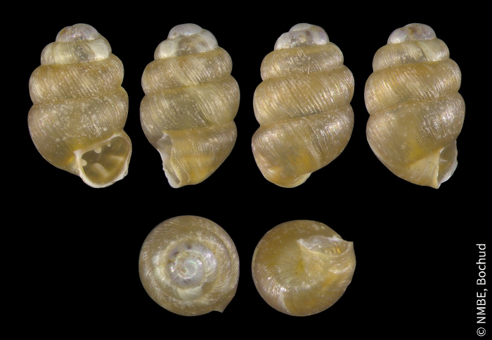 Vertigo substriata