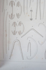 Lundbeck, 1905 Pl. XIX fig. 4 a–f