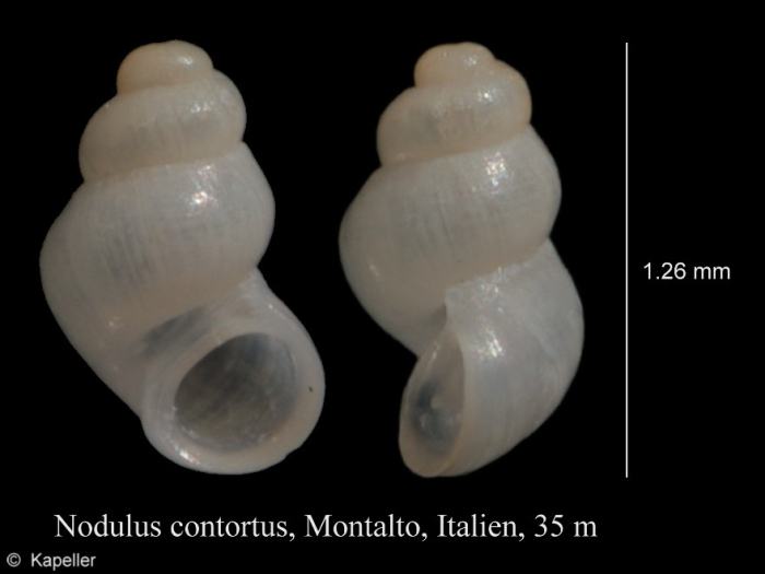 Nodulus contortus