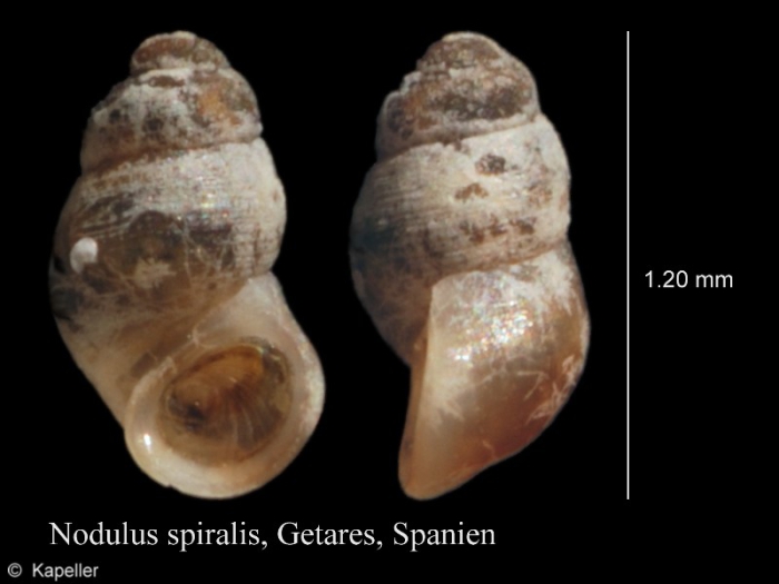 Nodulus spiralis Nodulus spiralis