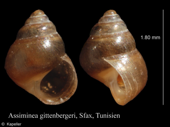 Assiminea gittenbergeri