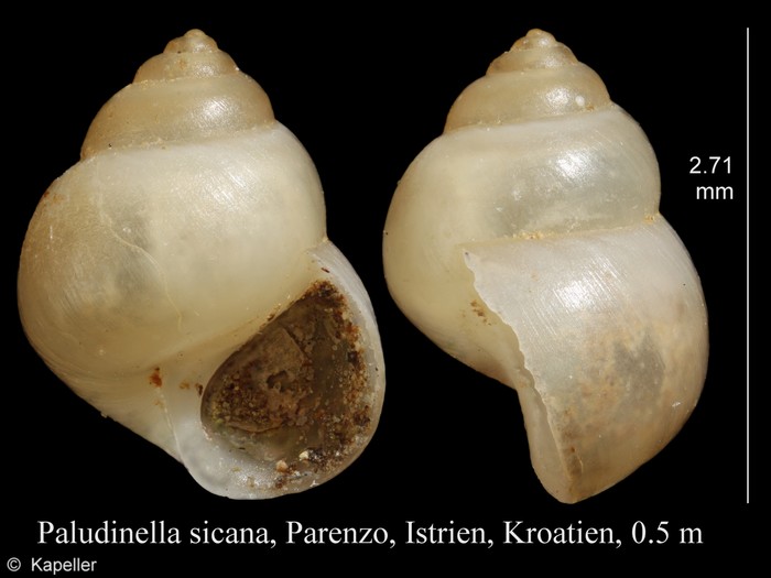 Paludinella sicana Paludinella sicana