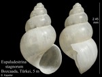 Caenogastropoda