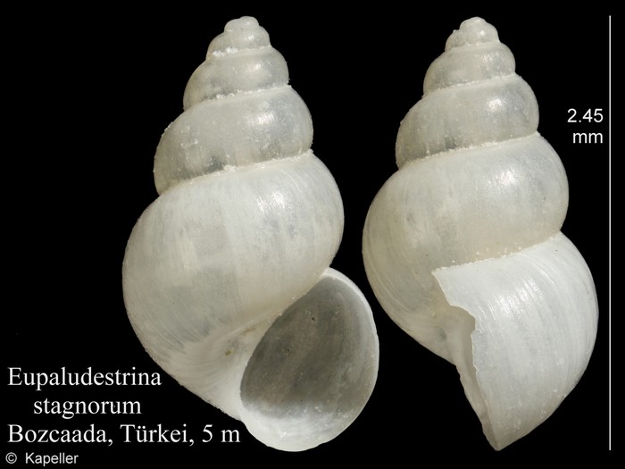 Eupaludestrina stagnorum Eupaludestrina stagnorum