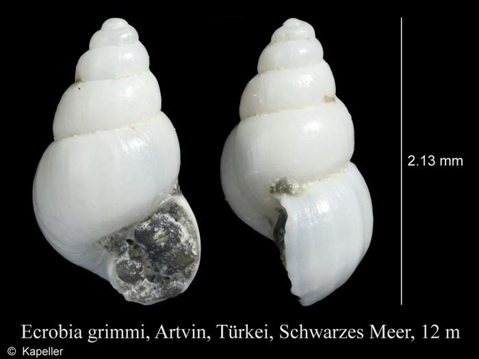 Ecrobia grimmi Ecrobia grimmi