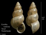 Caenogastropoda