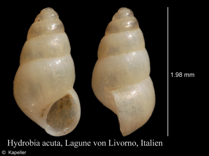 Hydrobia acuta