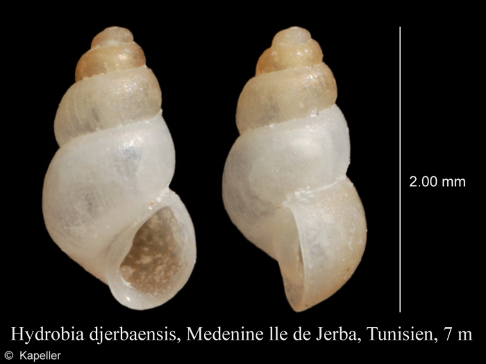 Hydrobia djerbaensis Hydrobia djerbaensis
