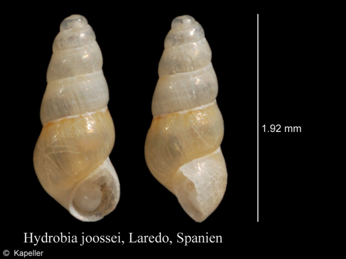 Hydrobia glyca Hydrobia glyca