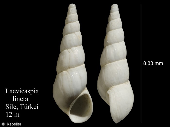 Laevicaspia lincta Laevicaspia lincta