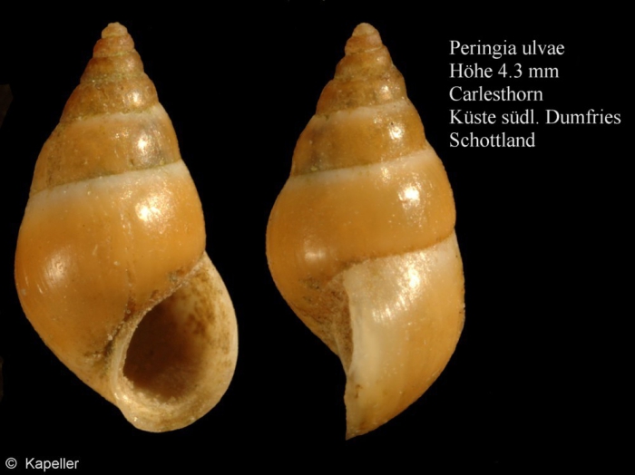 Peringia ulvae