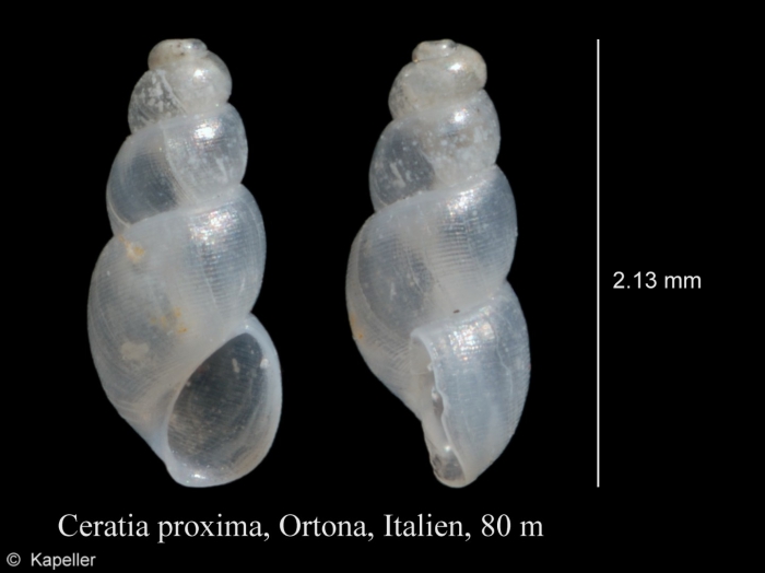 Ceratia proxima