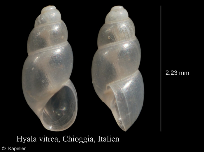 Hyala vitrea