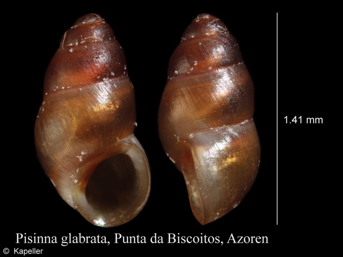 Pisinna glabrata Pisinna glabrata