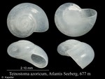 Teinostoma azoricum