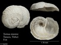 Mollusca (molluscs)